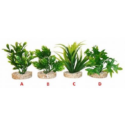 PLANTE_SYDECO_MAGIC_AQUA_NATURALS_11cm_380270-410x410w