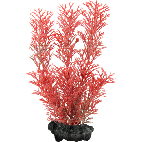 TR30048_9631_RedFoxtail_S.png