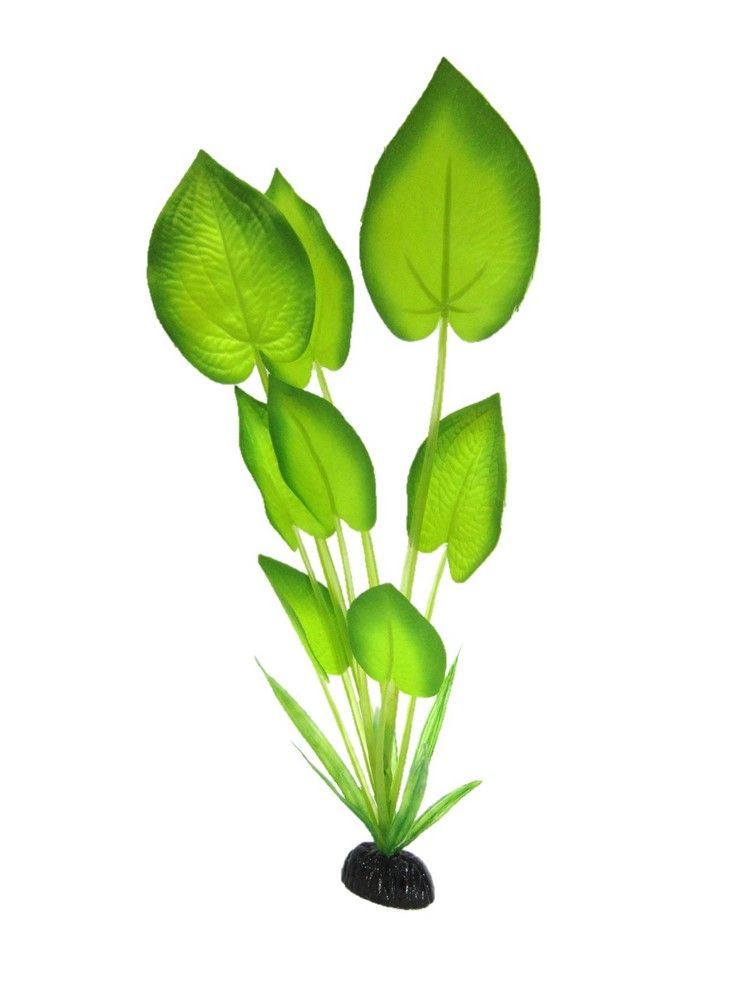 planta_matase_resun_echinodorus_horizontalis-1
