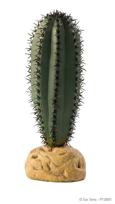 pt2981_saguaro_cactus-1